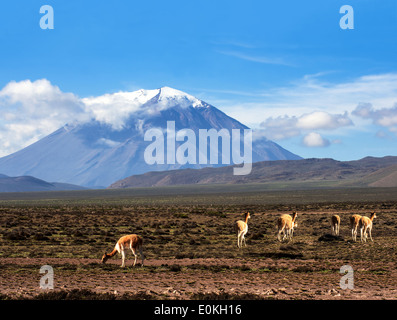 Vicunias Weiden in der Atacama, Vulkane Licancabur und Juriques. Das Foto wurde auf der Straße durch die Anden in der Nähe von Paso Stockfoto