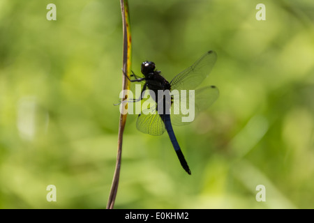 Große Libelle Stockfoto