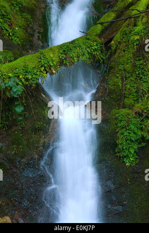 Nebenfluss Wasserfall, Elk Wild and Scenic River, Siskiyou National Forest, Oregon Stockfoto