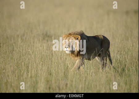 junger Löwe männlich Angriff auf ein Löwe stolz Stockfoto