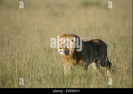 junger Löwe männlich Angriff auf ein Löwe stolz Stockfoto