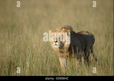 junger Löwe männlich Angriff auf ein Löwe stolz Stockfoto