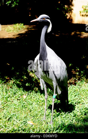 Demoiselle Kran (Anthropoides Virgo). Stockfoto