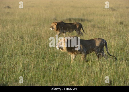 Zwei junge Löwen Männchen angreifen einen Löwe stolz Stockfoto