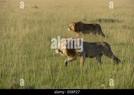 Zwei junge Löwen Männchen angreifen einen Löwe stolz Stockfoto