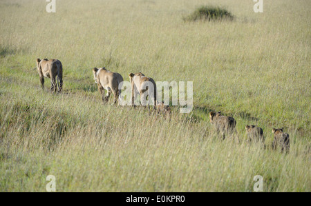 Löwe-Mutter gehen mit ihrer jungen, Masai Mara, Kenia Stockfoto
