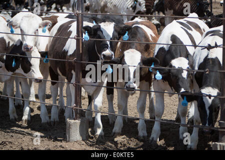 Rinder auf der Hacienda Mastbetrieb in Brawley im Imperial County im April 2014. In der Nähe von Brawley ist die Brawley seismische Zone (BSZ), die San-Andreas-Verwerfung und imperialen Schuld verbindet. Stockfoto