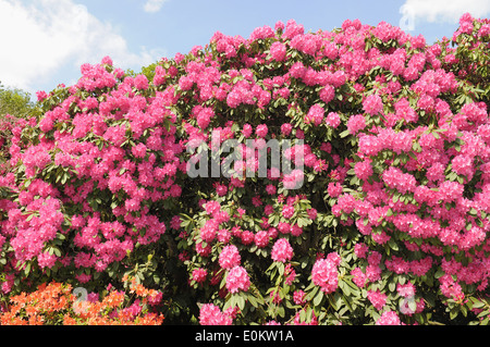 Rhododendren (Rhododendron ponticum) London.UK Stockfoto