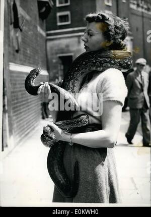 6. Juni 1950 - Eröffnung der nationalen Aquarium-Ausstellung in der royal horticultural Hall. London. die nationalen Aquarianer-Gesellschaft, gegründet 1945, präsentiert seine dritte National Aquarium Ausstellung in der Royal Horticultural Hall, London. Die Ausstellung wird für drei Tage laufen. Das Foto zeigt Frau Mary Bulaer, eines Südens Londoner Club, der Royal Horticultural Halle mit zwei westlichen Boa Pythons angekommen. Stockfoto