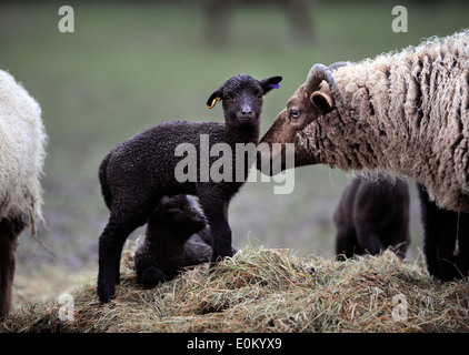 Eine Manx Loaghtan-Aue mit ihren Frühjahr Lämmer, Wiltshire UK Stockfoto