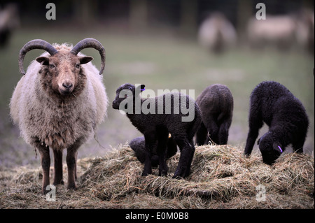 Eine Manx Loaghtan-Aue mit ihren Frühjahr Lämmer, Wiltshire UK Stockfoto