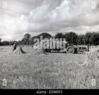 1950er historischen, Bauern in einem Feld sammeln Heu arbeiten auf einem Anhänger in einen Traktor mit der Zeit zu gehen. Stockfoto