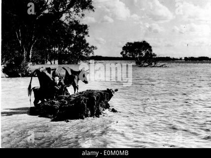 Naturkatastrophen: 1953 Überschwemmungen in der Nordostküste Englands Stockfoto