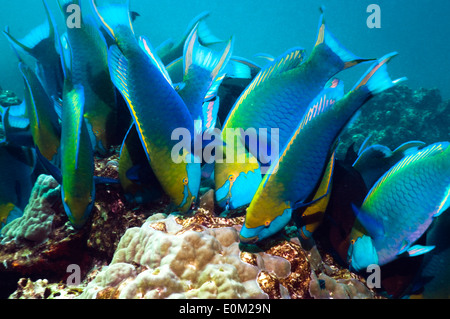 Greenthroat oder Singapur Papageienfisch, Schule der terminal Männer Weiden auf Algen, Korallen Bolders Andamanensee (Scarus Prasiognathus) Stockfoto