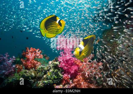 Rotes Meer Racoon Butterflyfish, Pygmy Kehrmaschinen, Weichkorallen (Chaetodontidae Fasciatus) (beginnt aus), (Dendronephthya sp) Stockfoto