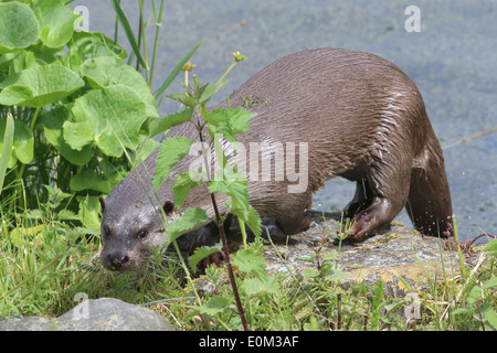 Nahaufnahme von einem männlichen europäischen Fischotter (Lutra Lutra) verlassen das Wasser, an Land kommt. Stockfoto