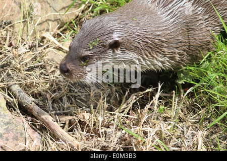 Nahaufnahme des Kopfes von einem europäischen Fischotter (Lutra Lutra), bedeckt auftauchen aus dem Wasser noch Wasserlinsen Stockfoto