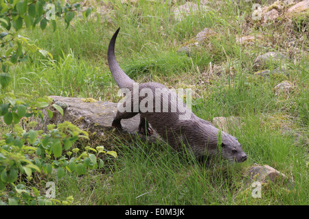 Europäischen Fischotter (Lutra Lutra) Wandern und erkunden (aka eurasischen (Fluss) Otter oder alten Welt Otter) Stockfoto