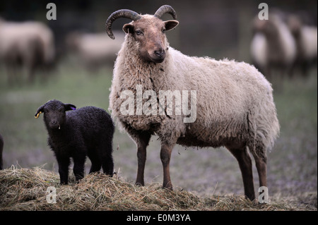 Eine Manx Loaghtan-Aue mit ihren Frühjahr Lämmer, Wiltshire UK Stockfoto