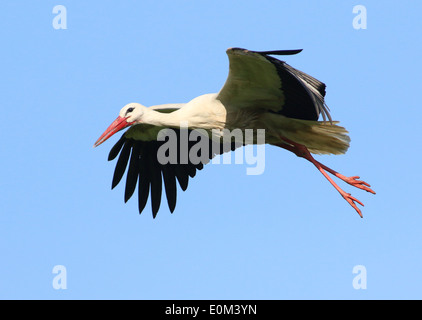 Europäische Weißstorch (Ciconia Ciconia) im Flug Stockfoto