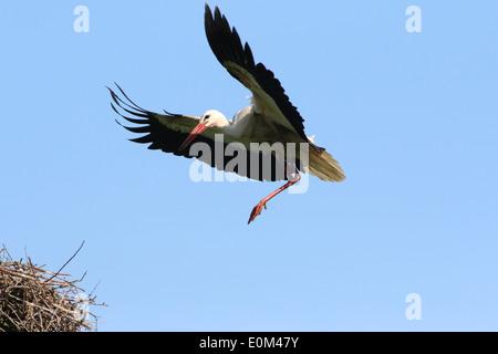 Europäische Weißstorch (Ciconia Ciconia) im Flug, kurz vor der Landung auf dem nest Stockfoto