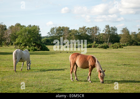 Zwei "New Forest" Ponys auf der offenen Weide grasen. Stockfoto