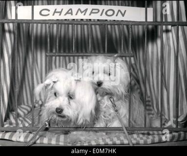 11. November 1953 - öffnet eine Hund-Show in Paris: eine Hund Show eröffnet heute in Paris bei der sallied Wag-Ram. Diese zwei kleinen Malteser Hunde sind Meister ihrer Kategorie. Stockfoto