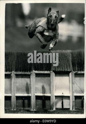 27. April 1954 - wie Hunde springen - bei 45M.p.h.greyhound Studien in Wimbledon zu gewinnen: Foto zeigt frontalen Blick '' Marazion Manaccan'' springen über die bescheidenen - bei 45 mph während der Greyhound-Trials in Wimbledon. Fotografieren mit einer langen Tom "Kamera mit einem 50-Zoll-Objektiv ausgestattet. Stockfoto