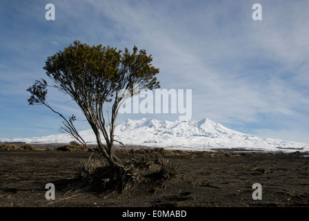 Baum, Rangipo Wüste, Desert Road, Mount Ruapehu, Tongariro Nationalpark, Nordinsel, Neuseeland Stockfoto