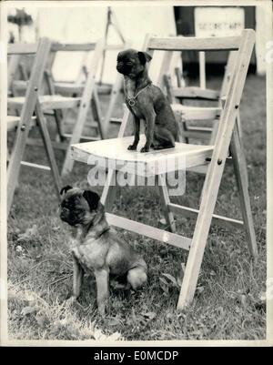 11. August 1954 - Aldershot zeigen öffnet: Aldershot The Show heute in Rushmoor Arena eröffnet. Die Show beinhaltet Pferd, Fox Hound, Beagle und Hund zeigt. Foto zeigt auf der Hundeausstellung, Lalarookh Cherokee, eine Miniatur Griffon mit einem Gewicht von 3 1/2 lbs, fast zwei Jahre alt, sitzt auf einem Stuhl - zwar unter Zwinger Mate Lalarookh Mutty (Griffon), testet eine bekannte Sieger im Gehorsam. Stockfoto