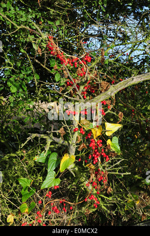 Die Beeren Reifen schwarz Bryony Tamus Communis in eine Hecke. Chichester Plain. West Sussex. September. Stockfoto