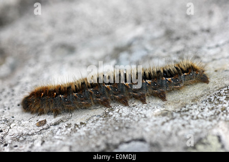 Eiche Eggar Falter Raupe Lasiocampa Quercus auf Steinwand Stockfoto