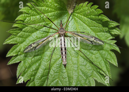 Cranefly Tipula vittata Stockfoto