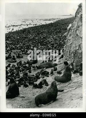 29. Januar 1955 - nicht viel Platz für Liegestühle hier: dieses Bild aus Russland - gleicht eher eine überfüllte Strand an einem Feiertag - aber einen Blick auf einem überfüllten Dichtung Rookery auf Tyuleny Island, in das Meer von Okhotsk. Stockfoto