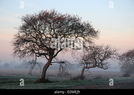 Aufgehende Sonne auf windumtosten Eichen. Quercus Robur. Frostiger Dezembermorgen. Chichester Küstenebene Stockfoto