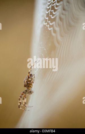 Eine Seitenansicht der ein Orb Weaver Spider auf der Tau bedeckt, Western Oregon, USA (Araneidae) Stockfoto