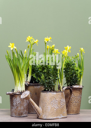 Reihe von frischen gelben Narzissen in Metall Eimer und Wasser kann auf grünem Hintergrund Stockfoto