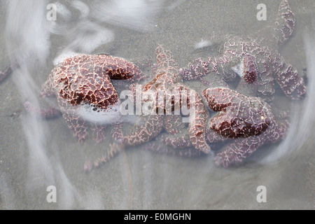 Eine Gruppe von Seesternen Klammern sich an unsichtbaren Felsen wie die Wellen versuchen, sie zum Meer, Oregon, USA (Pisaster Ochraceus) herausziehen Stockfoto