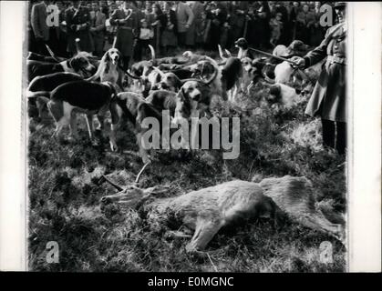 4. April 1955 - Jagd treffen In Rambouillet Wald: The Hounds vor der Hirsch während der Jagd Treffen statt eines Waldes Rambouillet, 40 Meilen von Paris, gestern.