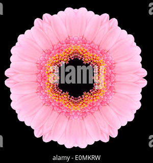 Rosa Mandala Gerbera Blume. Kaleidoskopische Gestaltung isoliert auf schwarzen Hintergrund Stockfoto