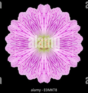 Wilde Blume rosa Mandala. Kaleidoskopische Gestaltung isoliert auf schwarzen Hintergrund Stockfoto