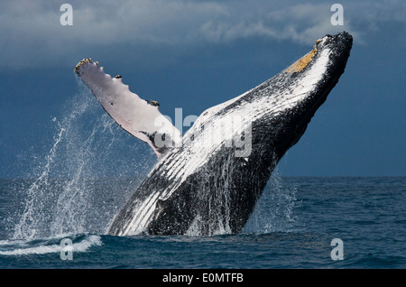 Verletzung der Buckelwal, St. Marie Insel, Madagaskar (Impressionen Novaeangliae) Stockfoto