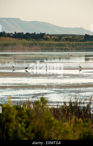 Reiher im Wasser der Natur reserve von Vendicari im Südosten Siziliens mit Baum-Reflexion Stockfoto