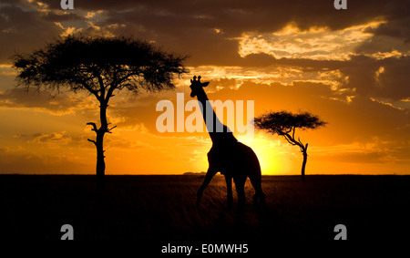 Giraffe bei Sonnenuntergang mit Camelthorn Bäume, Masai Mara Nationalpark, Kenia (Giraffa Giraffe) Stockfoto