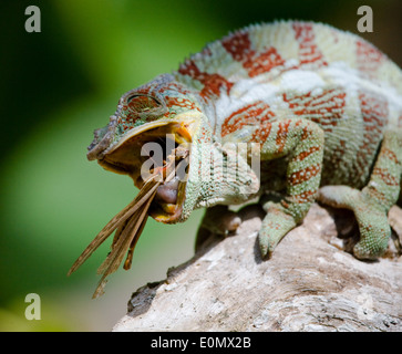 Chamäleon Essen ein Grig (Insekt), Madagaskar (Chamaeleonidae) (Cyphoderris) Stockfoto