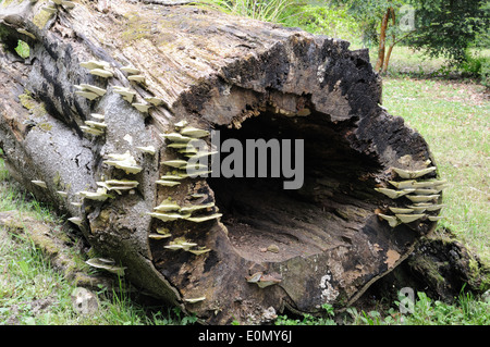 Halterung Pilze wachsen auf einem alten gefallenen Baumstamm Stockfoto