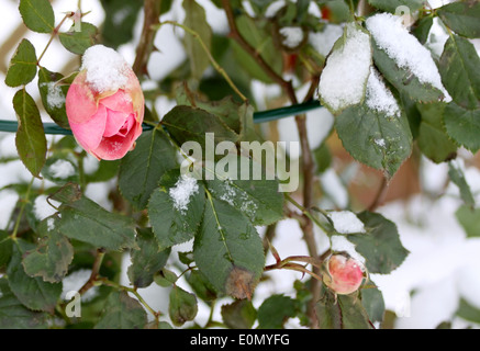 Rote rose Knospe mit Schnee bedeckt Stockfoto