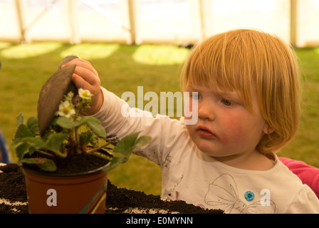 2-Jähriges Mädchen Blumenerde eine Erdbeere Anlage in einem Wachsen für das Ereignis, eine Aktivität im Freien und im Garten arbeiten Tag für unter 11 s Stockfoto