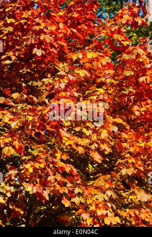 Eine große Reihe von gelb, braun und Orange Blätter an einem Baum im Herbst Stockfoto