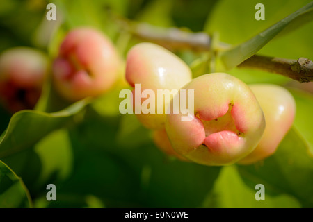 Rosa Java Äpfel auf dem Baum Stockfoto